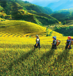 Hình thiên nhiên bốn mùa đẹp ngất ngây