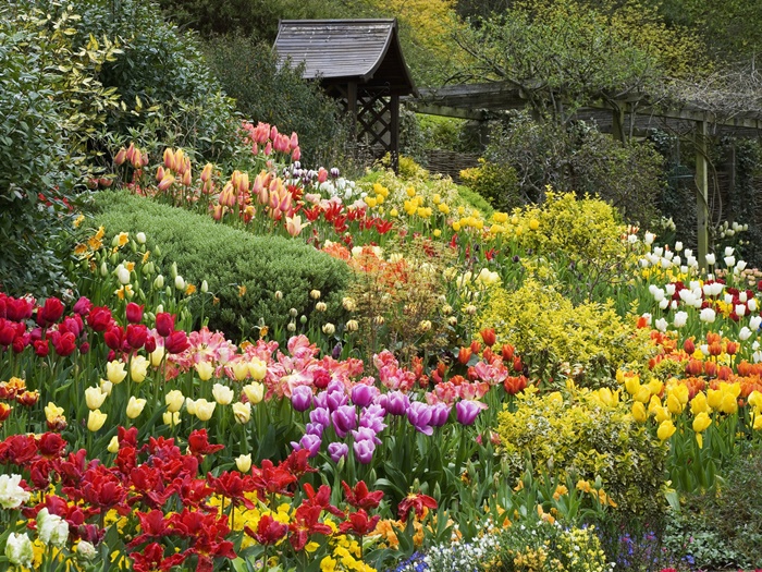 Worcestershire, England, UK --- Tulips at Little Larford --- Image by © Clive Nichols/Corbis