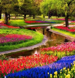 Những bức hình hoa đẹp mơ mộng