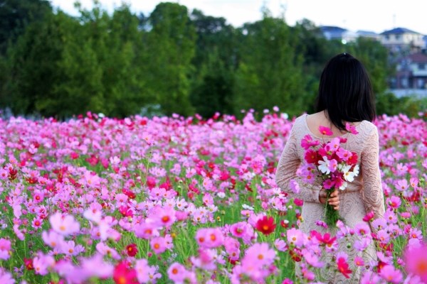 Điểm mặt những vườn hoa đẹp hốt bạc mỗi vụ ở Hà Nội