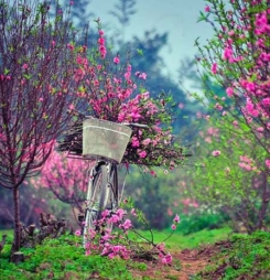 Hình thiên nhiên đẹp khi mùa xuân tới