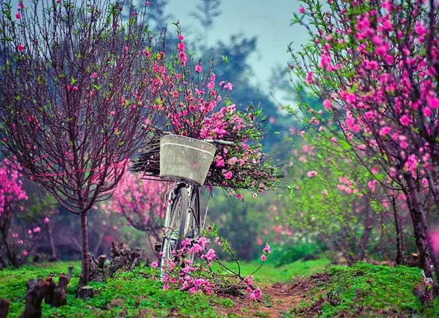 hinh-thien-nhien-mua-xuan-7