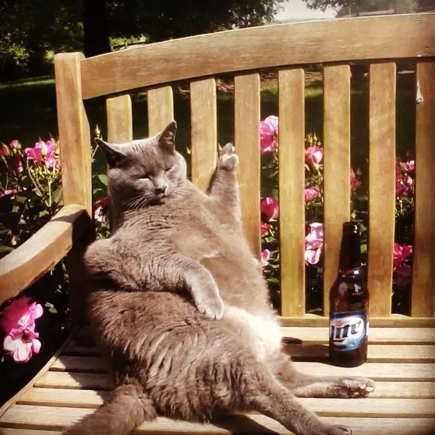 Bộ sưu tập hình ảnh thú cưng cực đáng yêu !