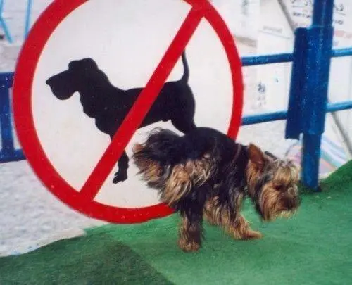 10-hinh-anh-thu-cung-hai-huoc-1