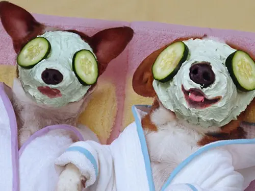 10-hinh-anh-thu-cung-hai-huoc-10