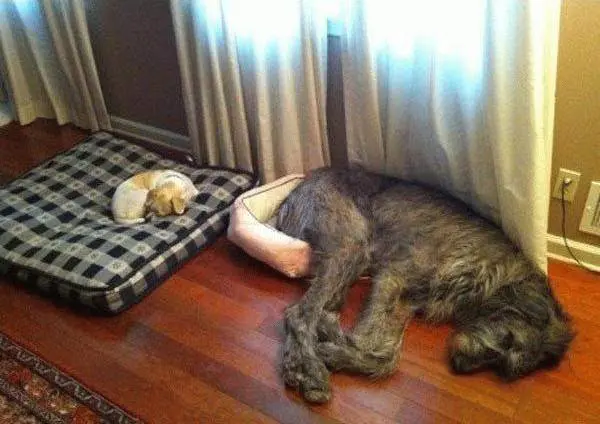 10-hinh-anh-thu-cung-hai-huoc-4