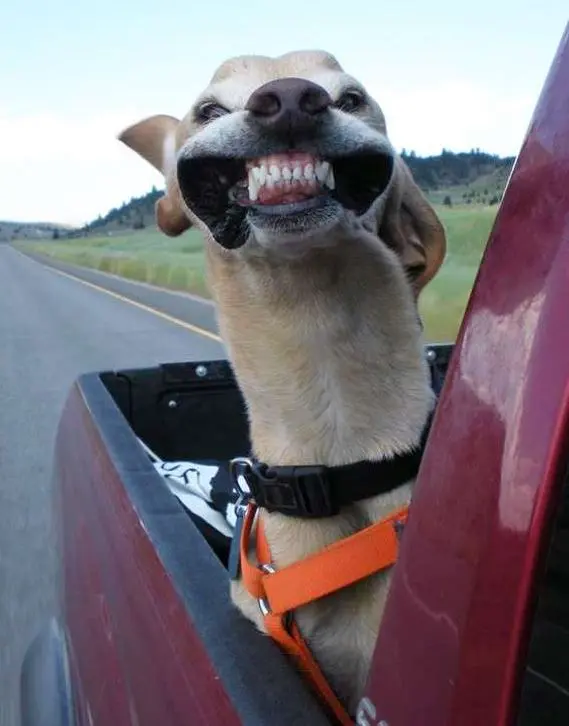 10-hinh-anh-thu-cung-hai-huoc-6