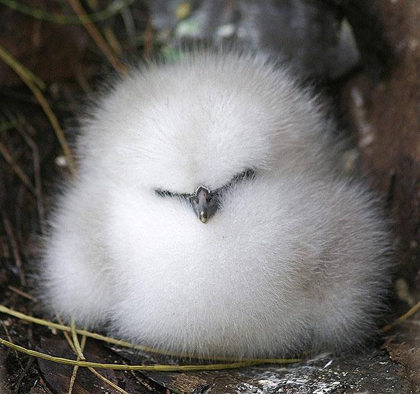 10-hinh-anh-thu-cung-la-mat-khi-so-huu-bo-long-dep-khong-goc-chet-7-Giong-chim-Baby-albatross