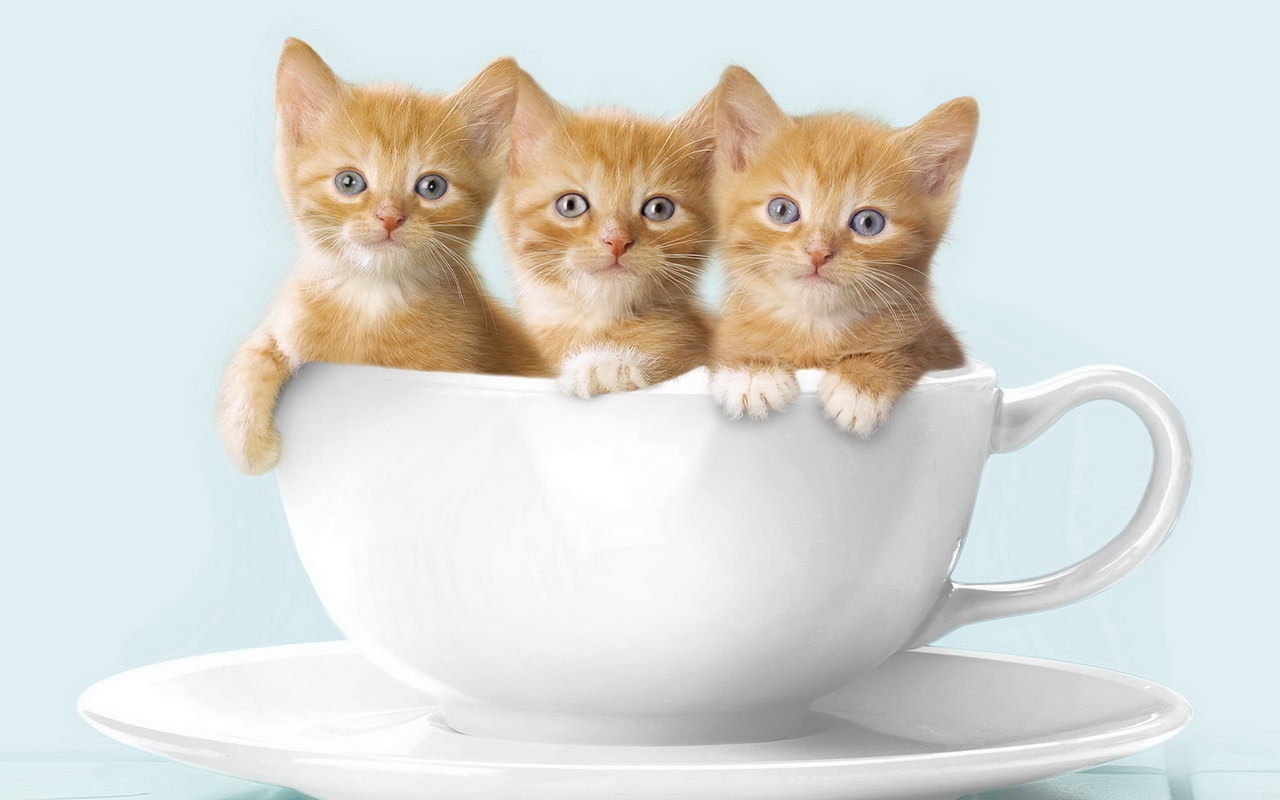 three orange tabby kittens in a white latte mug