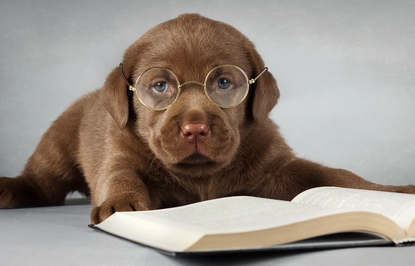 11-buc-hinh-nen-thu-cung-dang-yeu-9