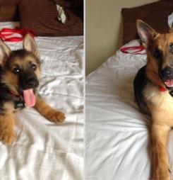 Ngất ngây với bộ ảnh thú cưng ngày ấy bây giờ hinh-thu-cung-81