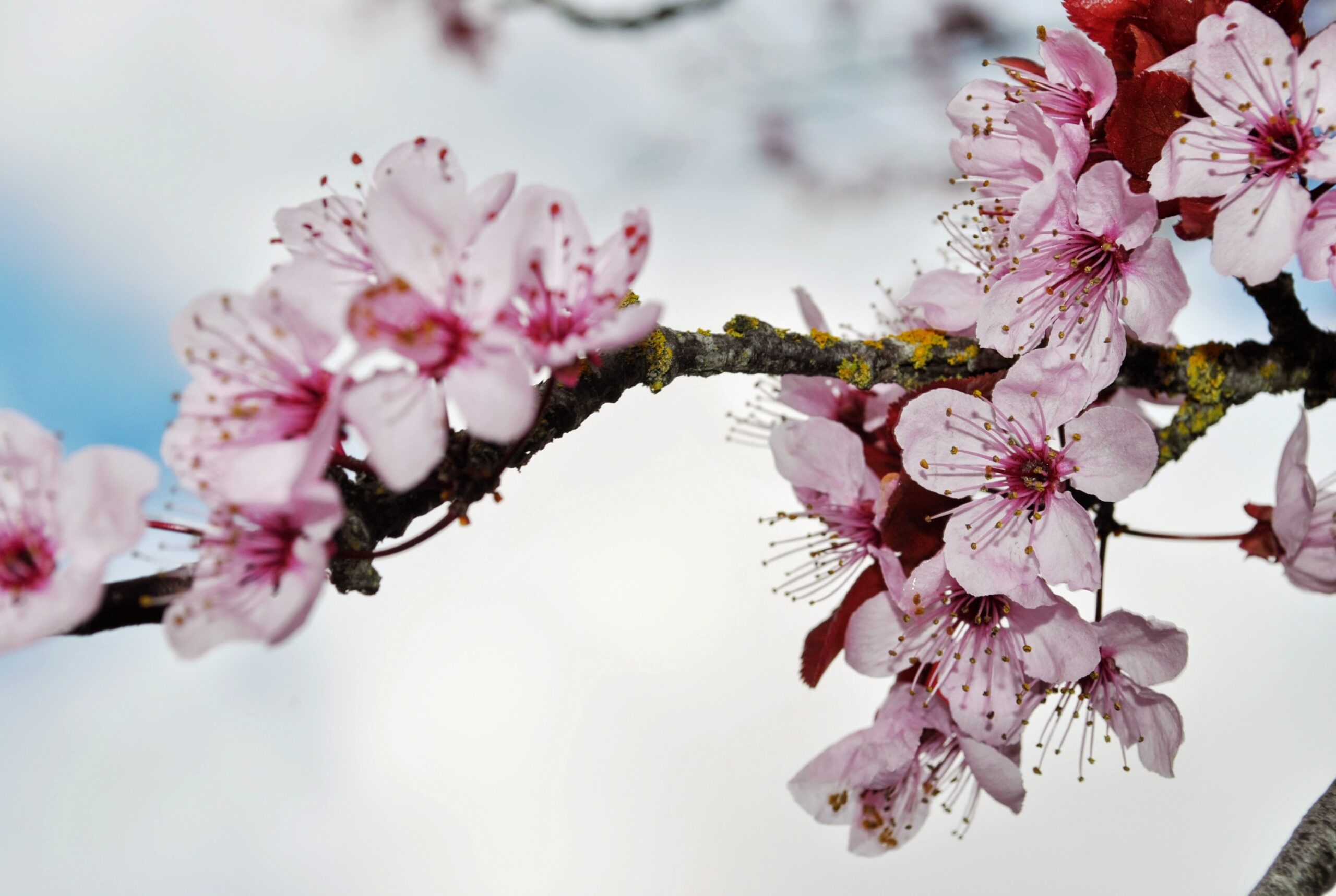 10 hình nền đẹp nhất về Tết cho máy tính