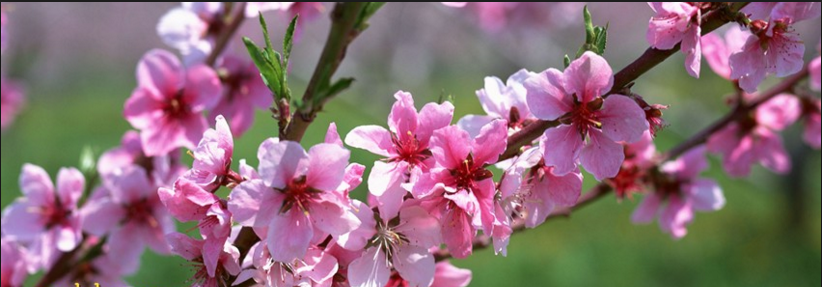 12-anh-bia-cho-facebook-dep-don-tet-binh-than-4