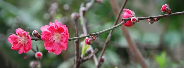 12-anh-bia-cho-facebook-dep-don-tet-binh-than-9