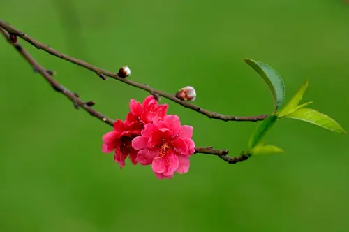 cai-hinh-nen-dep-don-xuan-cho-dien-thoai-10