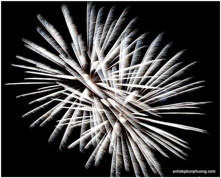 100-hinh-nen-phao-hoa-cuc-dep