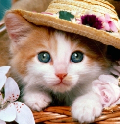 Hình nền thú cưng cho điện thoại cực yêu bo-hinh-nen-thu-cung-cho-dien-thoai-cuc-yeu-1