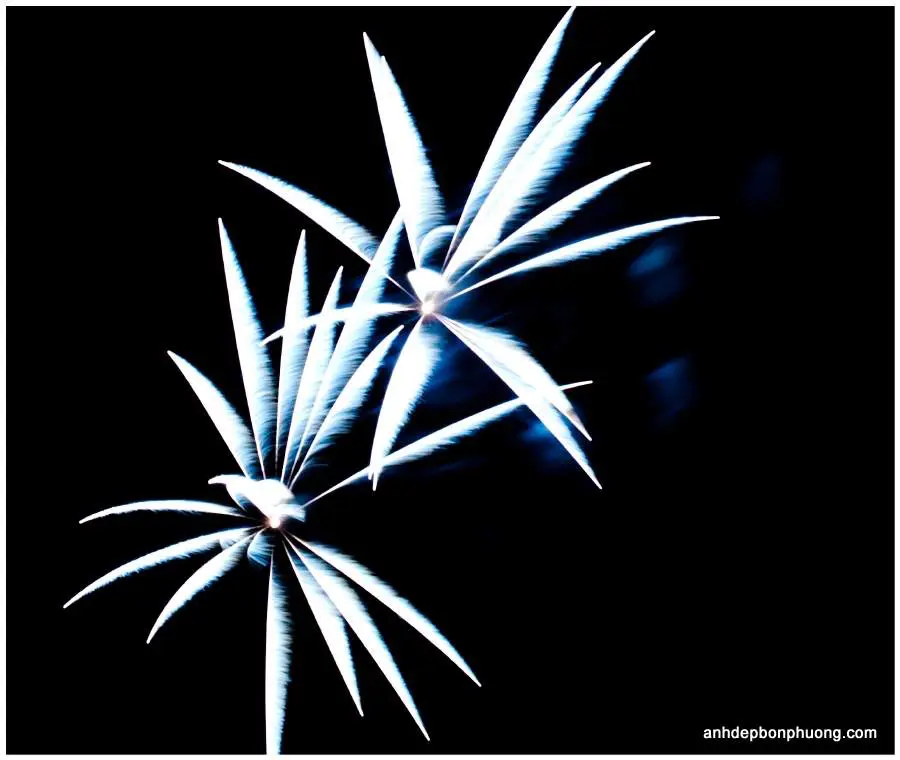 hinh-phao-hoa-happy-new-year