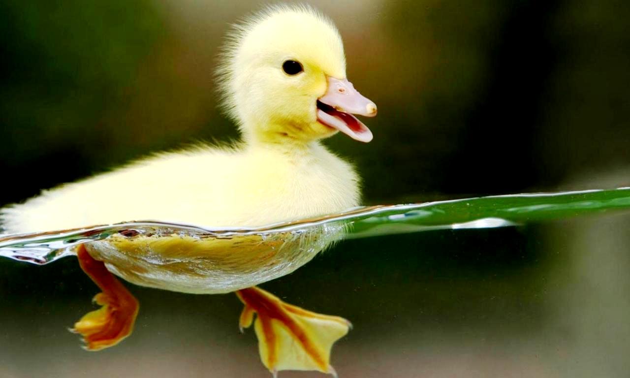 Cute Duckling Picture