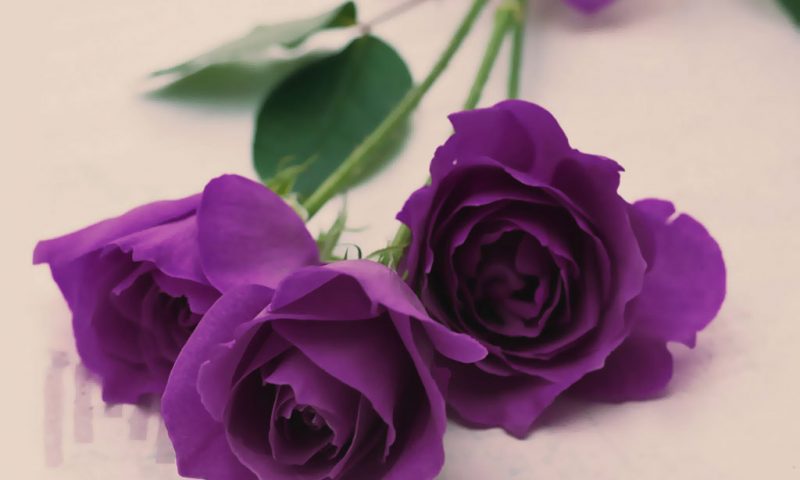 Tải miễn phí 10 hình hoa hồng đẹp độc lạ