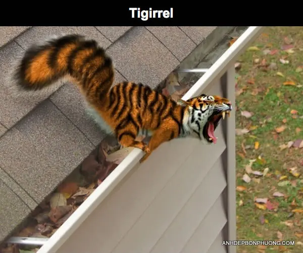 anh-che-hai-huoc-photoshop