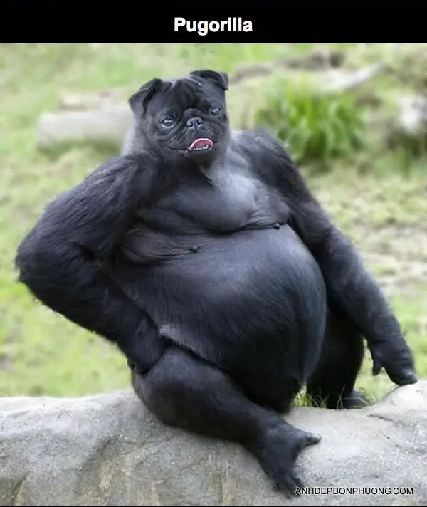 anh-ghep-dong-vat-hai-huoc