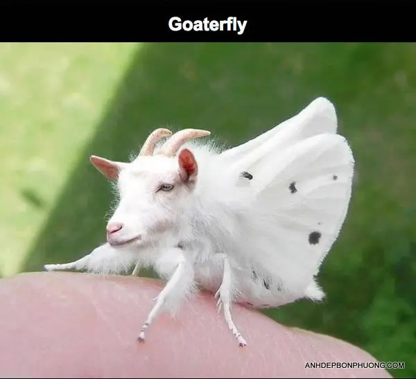 anh-ghep-photohop-dep