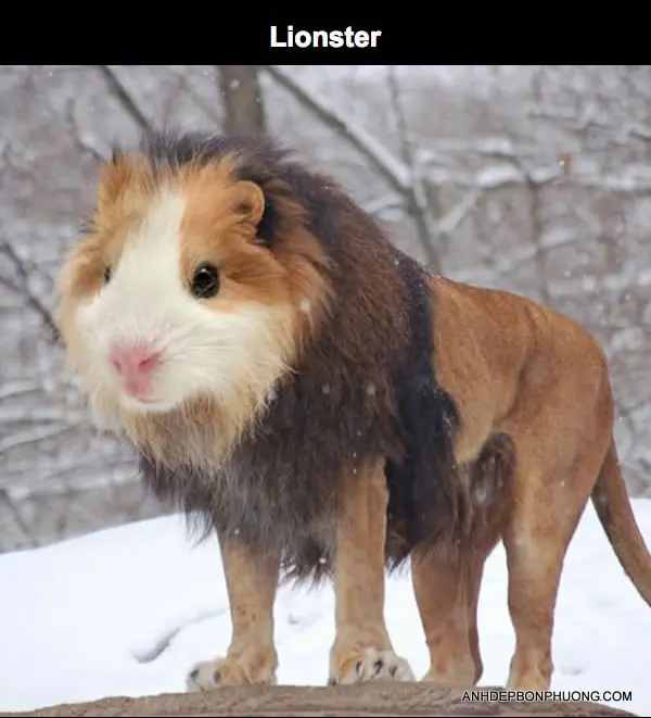 anh-ghep-photoshop-hai-huoc