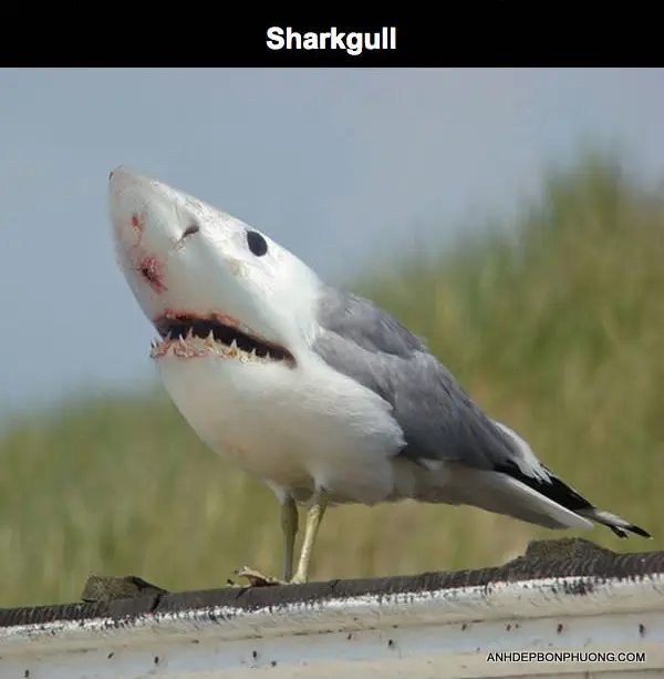 anh-photoshop-hai-huoc-nhat