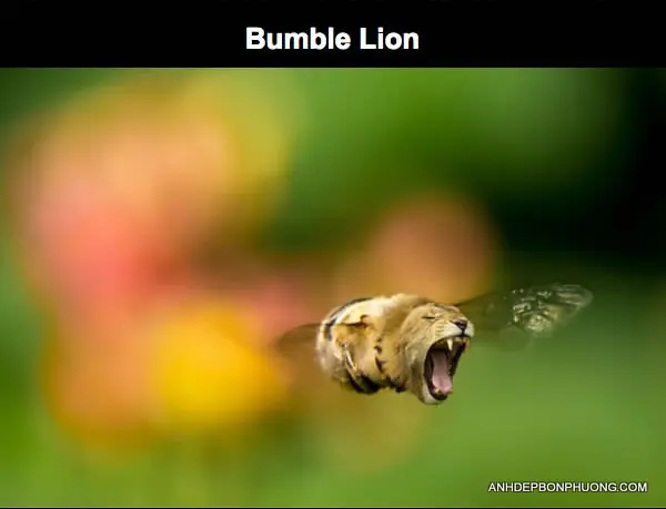 download-hinh-anh-ghep-photoshop