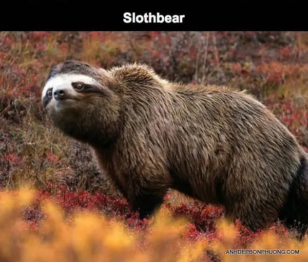 ghep-anh-photo-shop-mien-phi