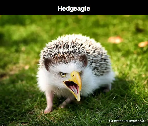 hinh-anh-che-photoshop-hai-huoc