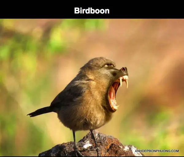 hinh-anh-dong-vat-ghep-photoshop-dep