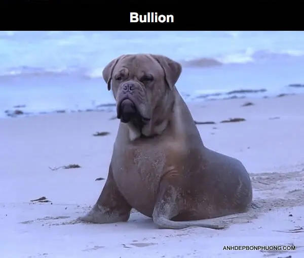 hinh-anh-ghe-hai-huoc-nhat