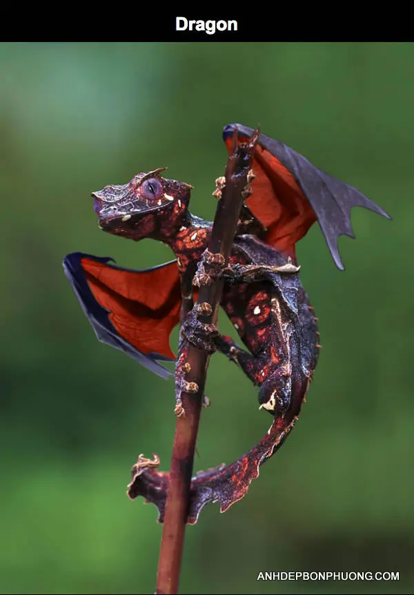 hinh-anh-ghep-hai-huoc-doc-nhat-the-gioi