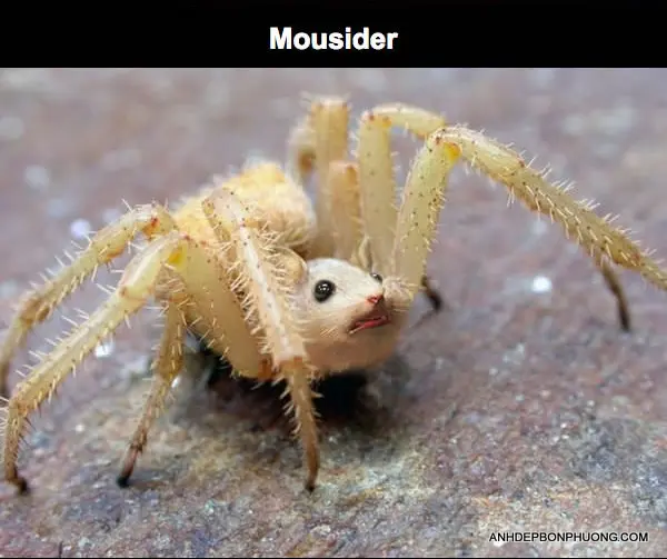 hinh-anh-ghep-photoshop-dep-nhat