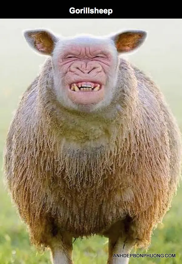 hinh-anh-ghep-vui-nhon