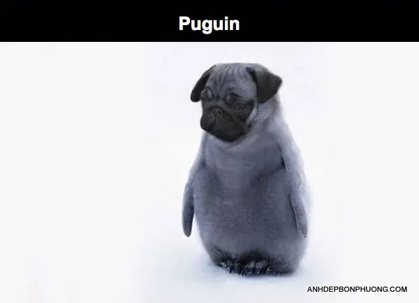 hinh-anh-hai-huoc-photoshop