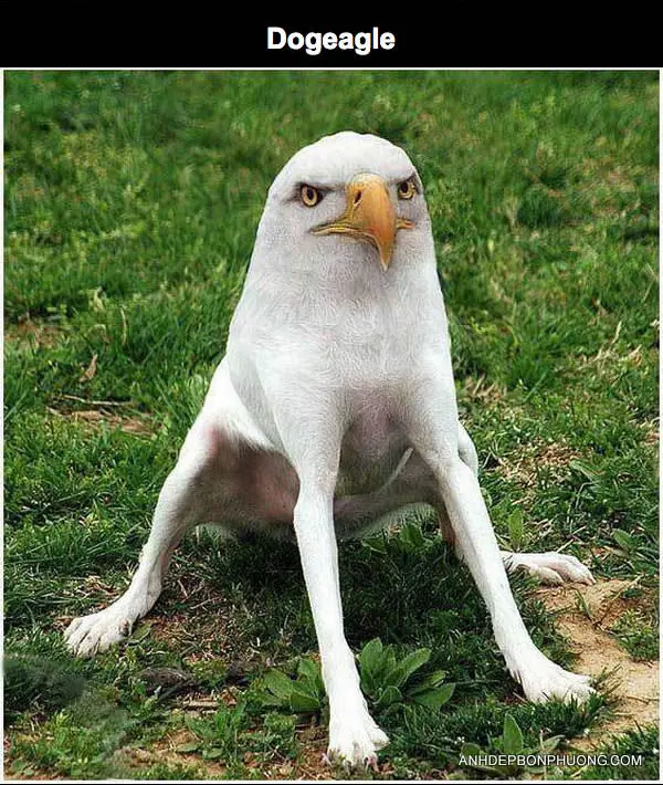 hinh-anh-hai-huoc-ve-photoshop