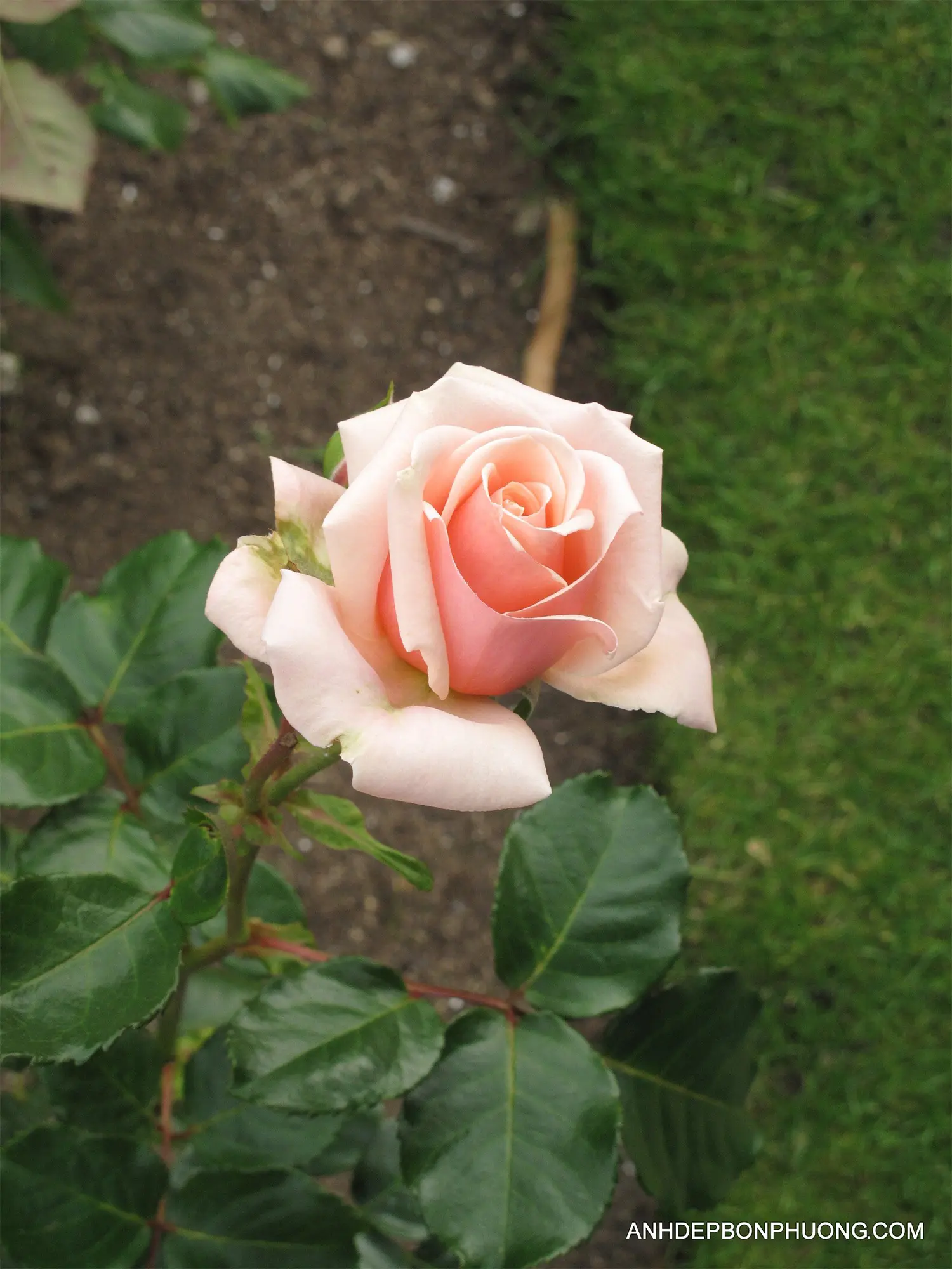 hinh-anh-hoa-hong-chao-ngay-moi