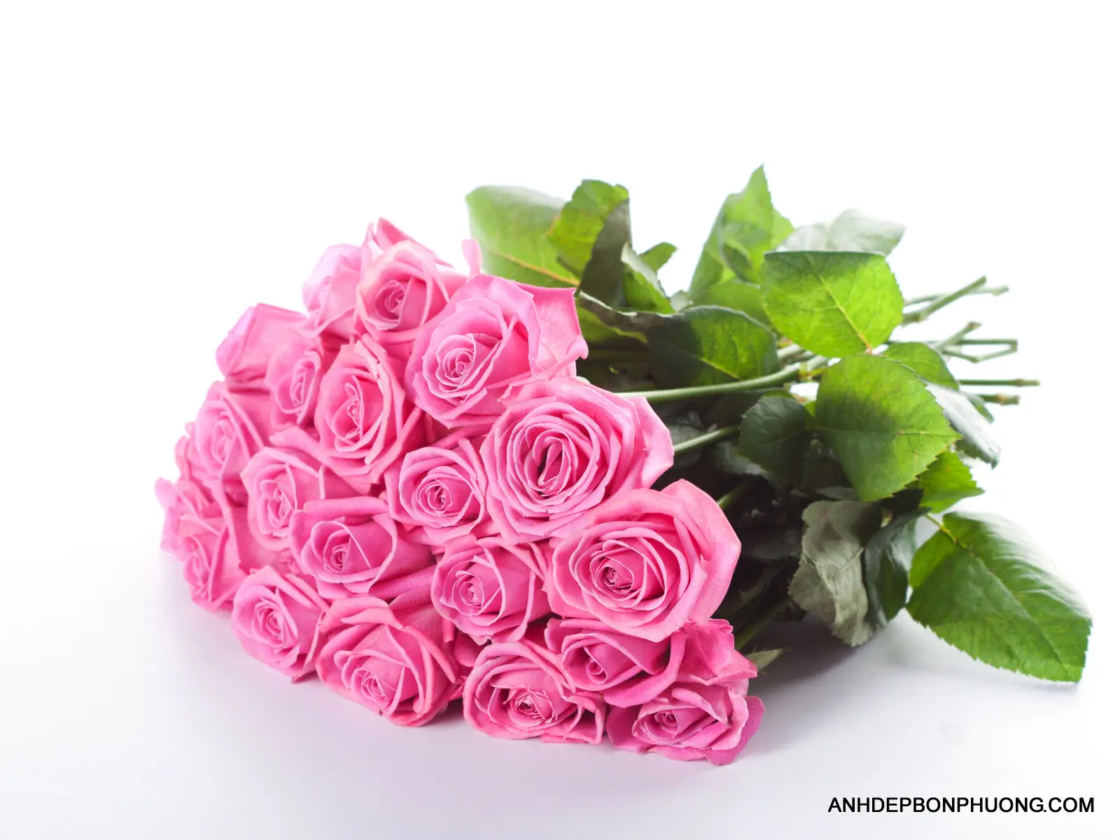 hinh-anh-hoa-hong-cho-tinh-yeu