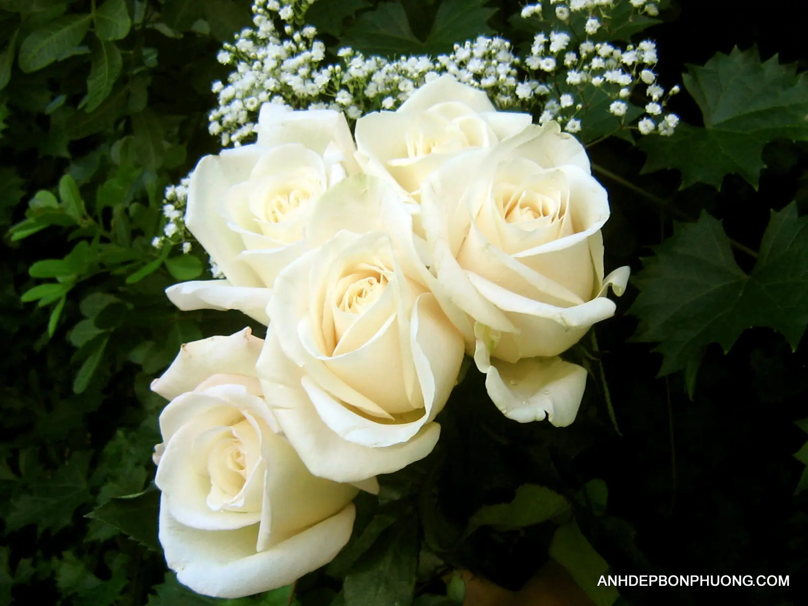 hinh-anh-hoa-hong-dang-no-depwhite-roses-flower-wallpaper