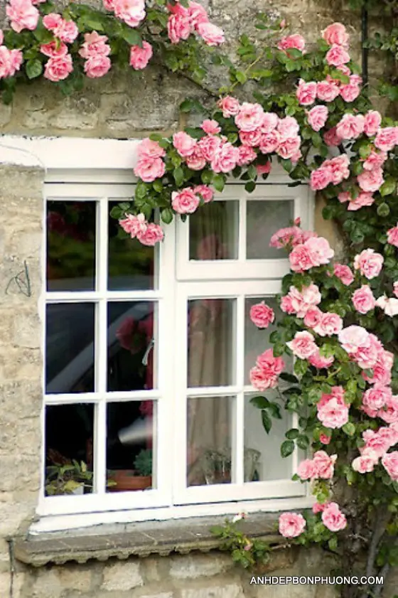 hinh-anh-hoa-hong-day-leo