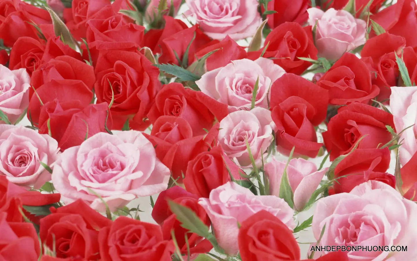 hinh-anh-hoa-hong-full-hd