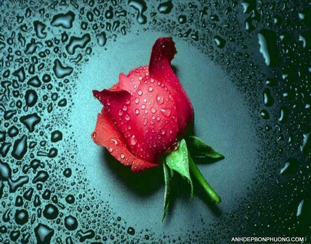 hinh-anh-hoa-hong-i-love-you-wonderful-red-rose-flower-wallpapers