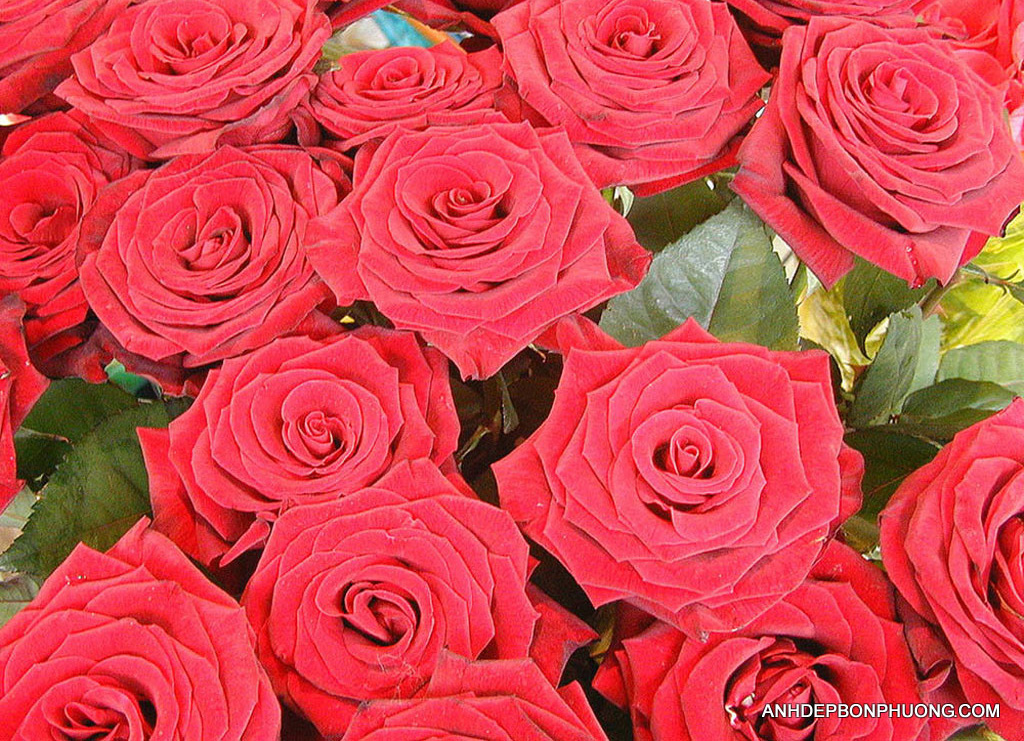 hinh-anh-hoa-hong-khoe-sac-flower-expert-red-roses
