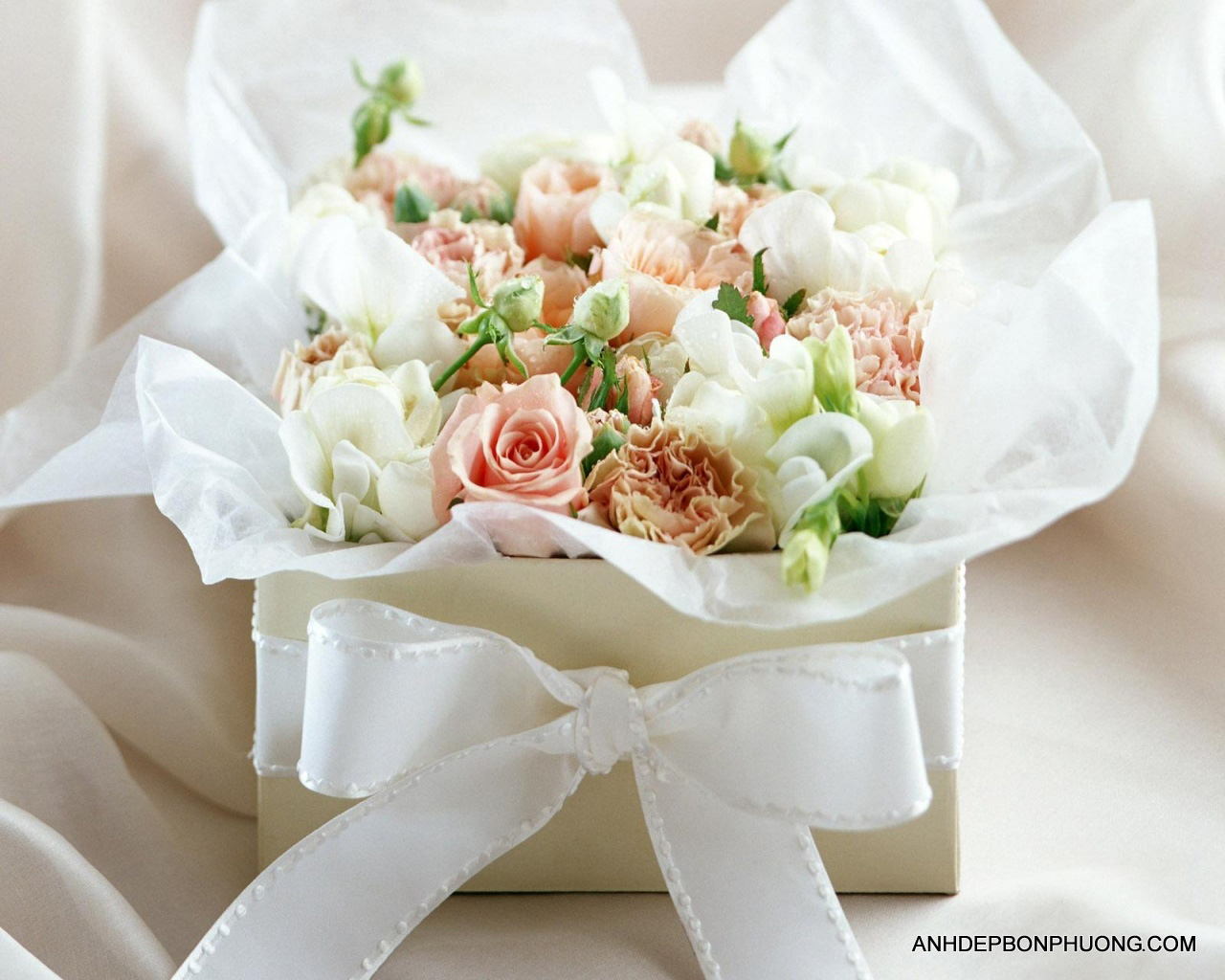 hinh-anh-hoa-hong-khong-danh-cho-em-white-rose-flowers-normal