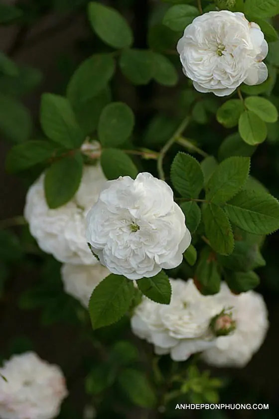 hinh-anh-hoa-hong-khong-danh-cho-em