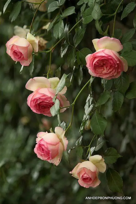 hinh-anh-hoa-hong-mau-hong