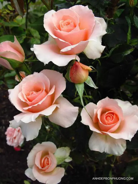 hinh-anh-hoa-hong-ngay-valentine